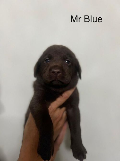 Beautiful Chocolate Labrador Puppies for sale in Watford, Hertfordshire