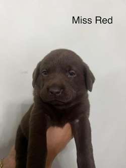 Beautiful Chocolate Labrador Puppies for sale in Watford, Hertfordshire | Image 2