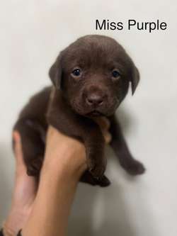 Beautiful Chocolate Labrador Puppies for sale in Watford, Hertfordshire | Image 3