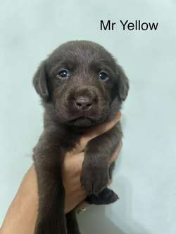 Beautiful Chocolate Labrador Puppies for sale in Watford, Hertfordshire | Image 4