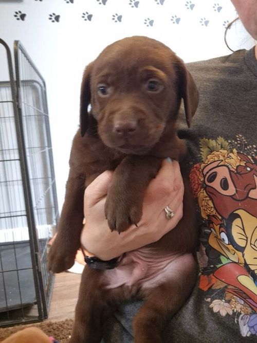 Beautiful Chocolate Labrador Puppies Ready 31st May for sale in Littleport, Cambridgeshire