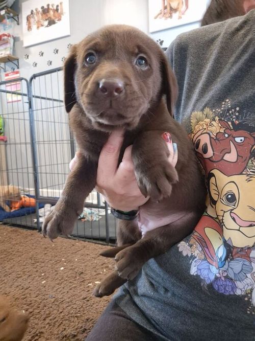 Beautiful Chocolate Labrador Puppies Ready 31st May for sale in Littleport, Cambridgeshire