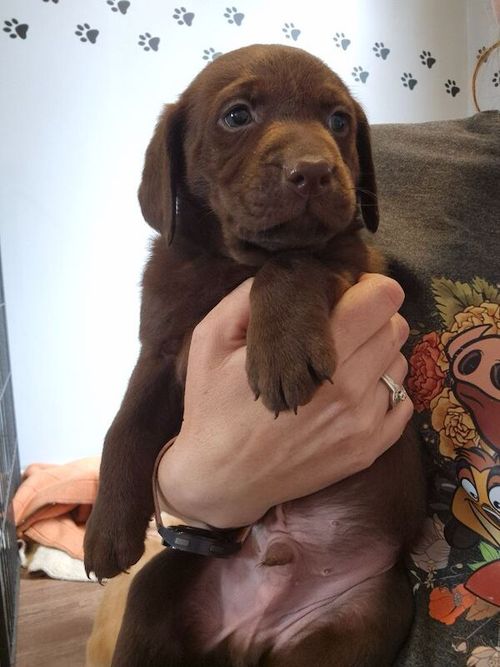 Beautiful Chocolate Labrador Puppies Ready 31st May for sale in Littleport, Cambridgeshire