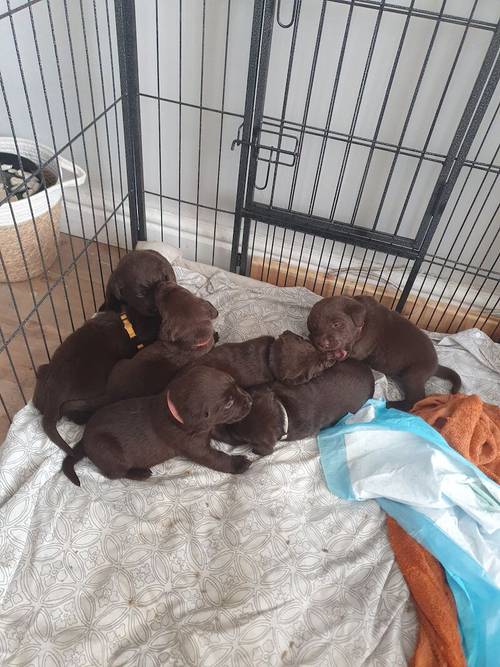 Beautiful chocolate Labrador pups for sale in Cleveleys, Lancashire - Image 1