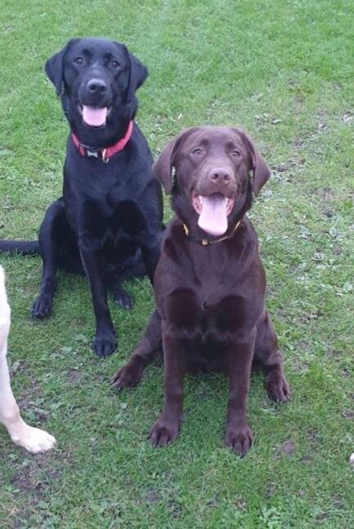 Beautiful chocolate Labrador pups for sale in Cleveleys, Lancashire - Image 2