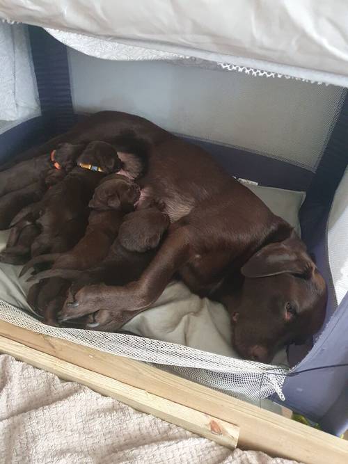 Beautiful chocolate Labrador pups for sale in Cleveleys, Lancashire - Image 3