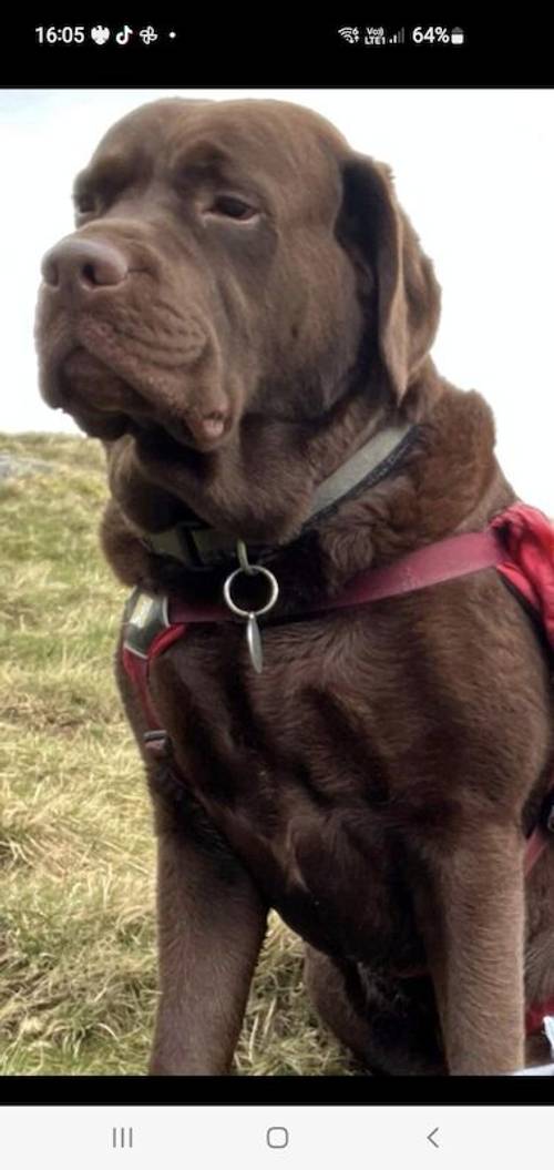 Beautiful chocolate Labrador pups for sale in Cleveleys, Lancashire - Image 4