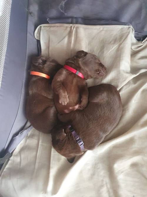 Beautiful chocolate Labrador pups for sale in Cleveleys, Lancashire - Image 5