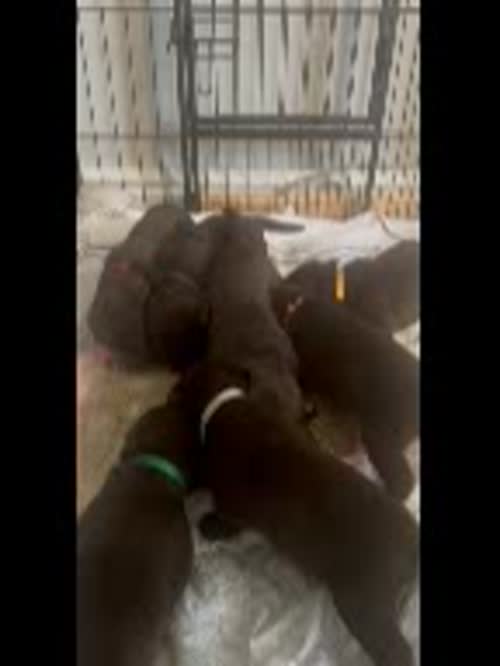 Beautiful chocolate Labrador pups for sale in Cleveleys, Lancashire