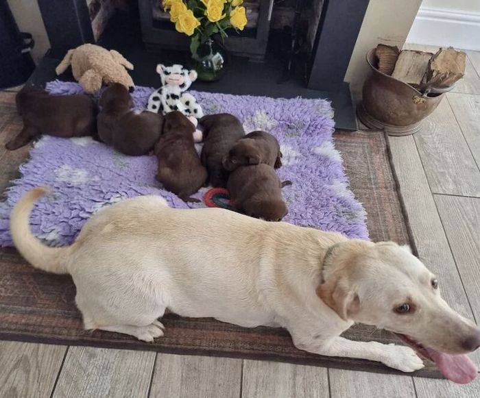 Labrador Retriever puppies for sale in Colchester, Essex – KC registered, 6 weeks old