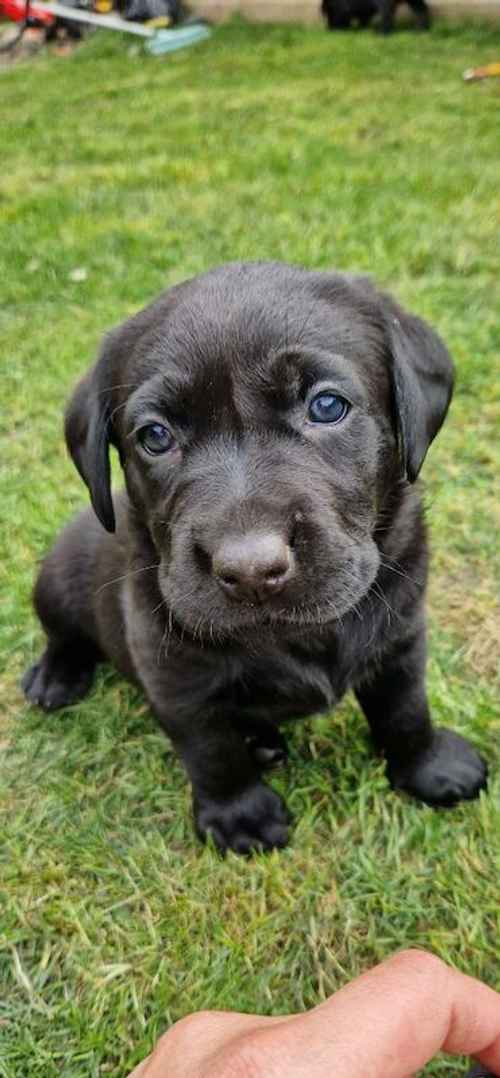 *READY NOW* Beautiful chunky all black labrador puppies for sale in Tamworth, Staffordshire