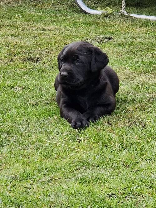 Beautiful chunky all black labrador puppies for sale in Tamworth, Staffordshire - Image 3