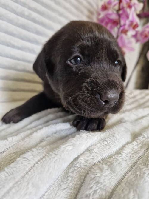 Beautiful chunky all black labrador puppies for sale in Tamworth, Staffordshire - Image 4