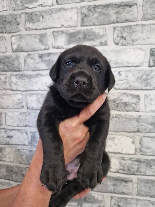 Beautiful chunky all black labrador puppies for sale in Tamworth, Staffordshire - Image 5