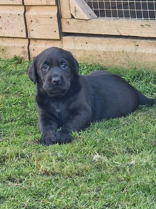 Beautiful chunky all black labrador puppies for sale in Tamworth, Staffordshire - Image 6