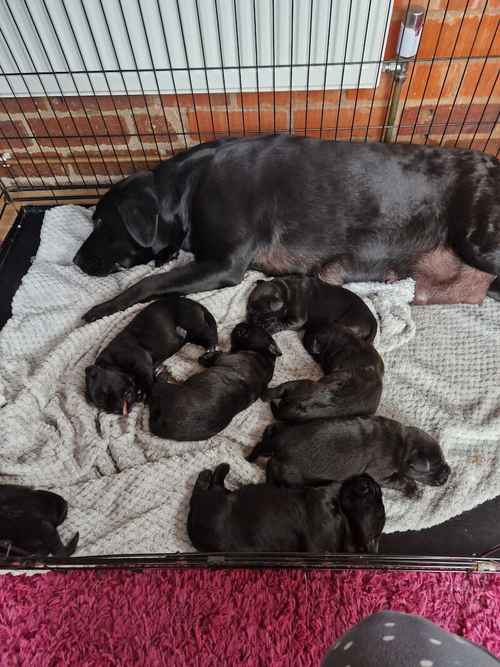 Beautiful chunky black labrador puppies for sale in Tamworth, Staffordshire