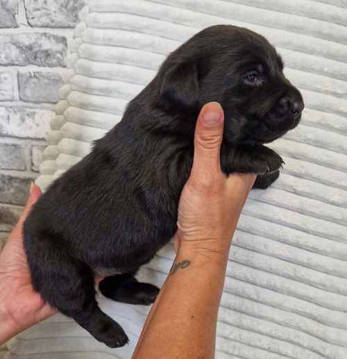 Beautiful chunky black labrador puppies for sale in Tamworth, Staffordshire