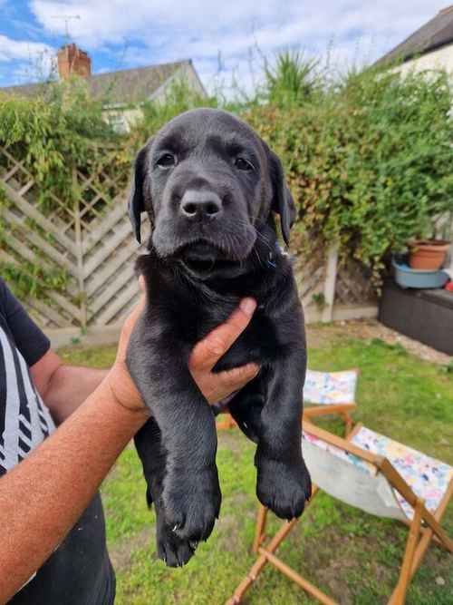 Beautiful chunky labrador puppies for sale in Tamworth, Staffordshire