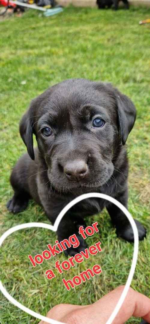 Beautiful chunky labrador puppies. *READY NOW* for sale in Tamworth, Staffordshire