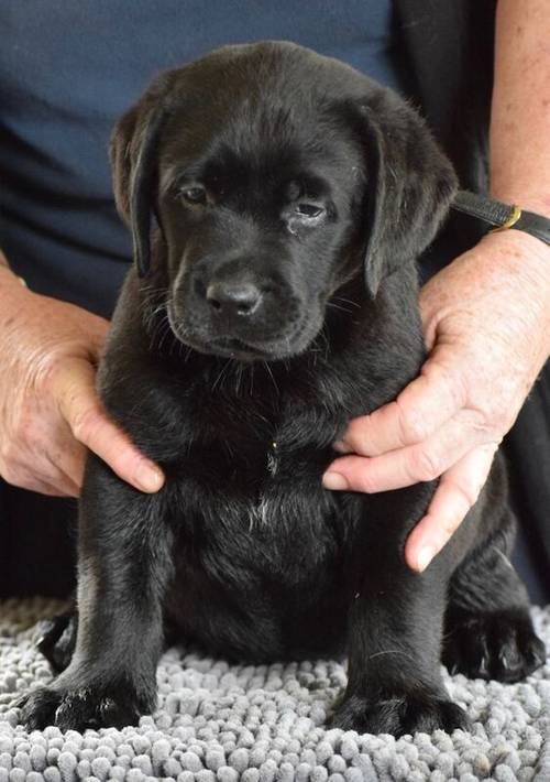 Beautiful chunky puppies for sale in Blackburn, Lancashire - Image 1