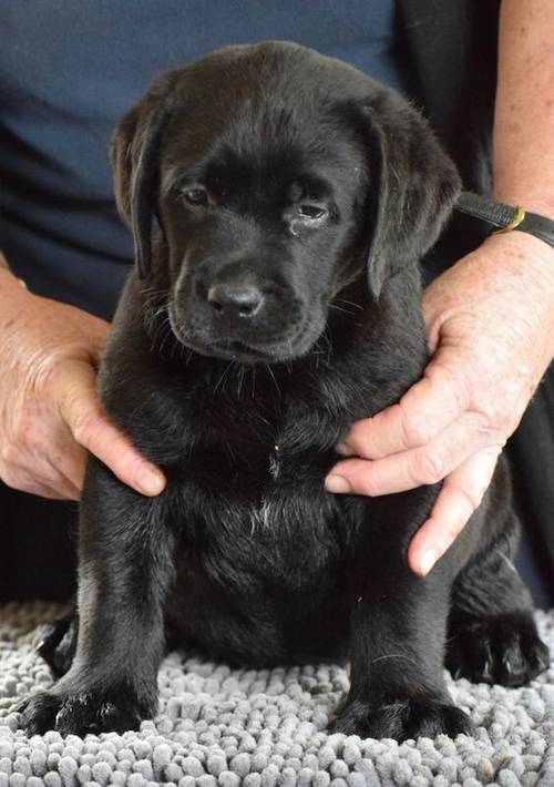 Beautiful chunky puppies for sale in Blackburn, Lancashire - Image 2