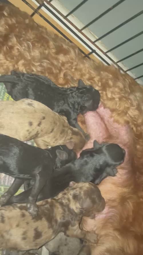 💙🩷 Beautiful Cockapoo's F1B 🩷💙 for sale in Stourport-on-Severn, Worcestershire