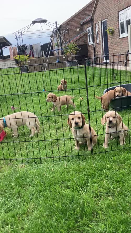 Beautiful cocker spaniel puppies, KC Registered/Health tested for sale in Doncaster, South Yorkshire