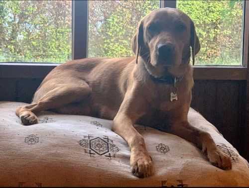 Beautiful Cockerdor puppies looking for loving homes for sale in Thirsk, North Yorkshire