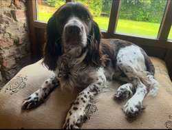 Adorable Cockerdor puppies looking for loving homes for sale in Thirsk, North Yorkshire | Image 2