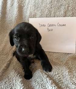Adorable Cockerdor puppies looking for loving homes for sale in Thirsk, North Yorkshire | Image 3
