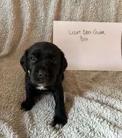 Adorable Cockerdor puppies looking for loving homes for sale in Thirsk, North Yorkshire | Image 4