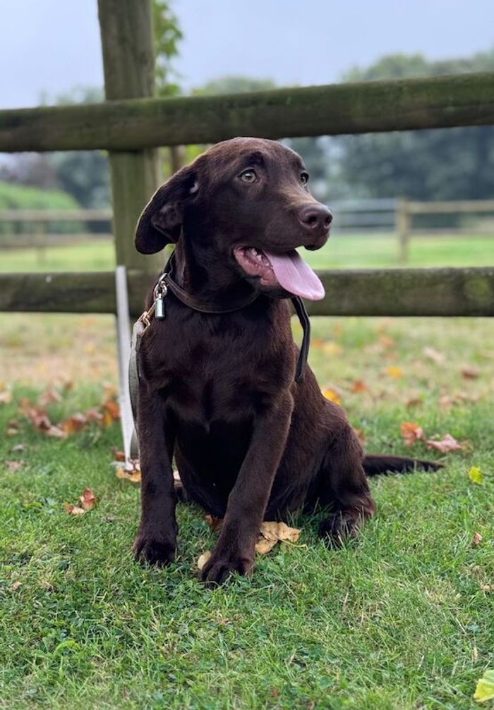 Labrador Retriever puppies for sale in Launceston, Cornwall – KC registered, 4 months old