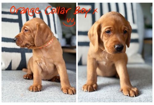 Beautiful Fox Red Colour Labrador Puppies... One boy left, ready to leave on 14th May for sale in York, North Yorkshire