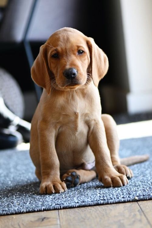 Beautiful Fox Red Colour Labrador Puppies... One boy left, ready to leave on 14th May. Microchipped and vaccinated. for sale in York, North Yorkshire