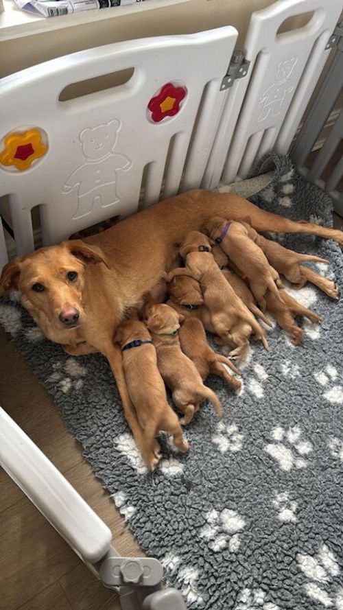 Beautiful Fox Red KC Labradors for sale in Gaerwen, Gwynedd