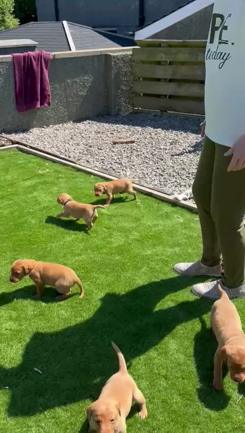 Beautiful Fox Red KC Labradors for sale in Gaerwen, Gwynedd