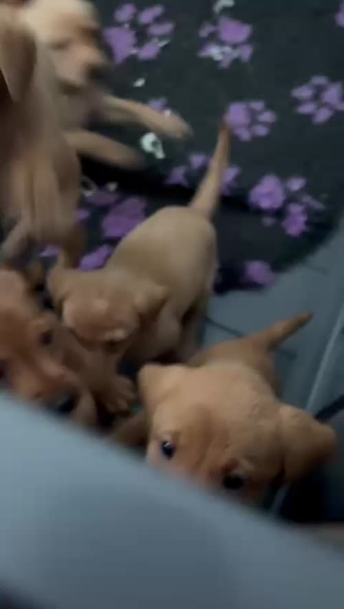 Beautiful Fox Red KC Labradors for sale in Gaerwen, Gwynedd
