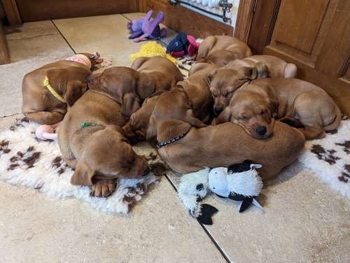 Beautiful Fox Red Labrador Puppies for sale in Preston, Lancashire