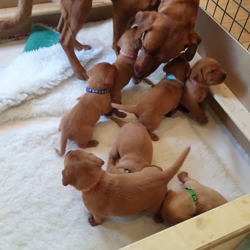 Beautiful Fox Red Labrador Puppies KC Registered for sale in Shrewsbury, Shropshire
