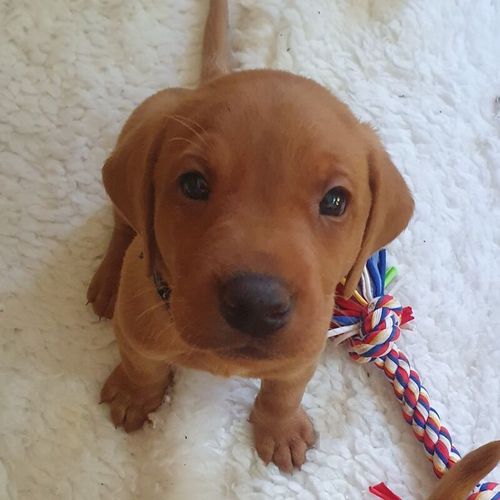 Beautiful Fox Red Labrador Puppies KC Registered for sale in Shrewsbury, Shropshire