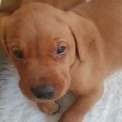 Beautiful Fox Red Labrador Puppies KC Registered for sale in Shrewsbury, Shropshire | Image 2
