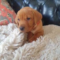 Beautiful Fox Red Labrador Puppies KC Registered for sale in Shrewsbury, Shropshire | Image 3