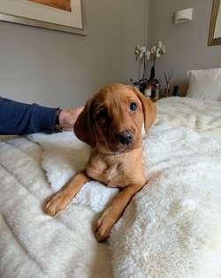 One Beautiful Girl Left! Fox Red Labrador KC Registered for sale in Shrewsbury, Shropshire | Image 2