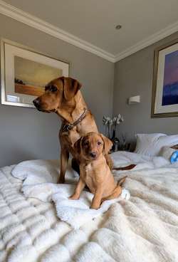 One Beautiful Girl Left! Fox Red Labrador KC Registered for sale in Shrewsbury, Shropshire | Image 3