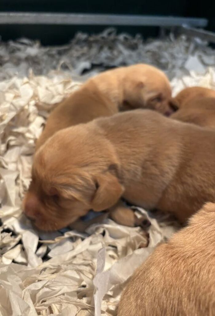 Labrador Retriever puppies for sale in Colchester, Essex – KC registered, 7 weeks old