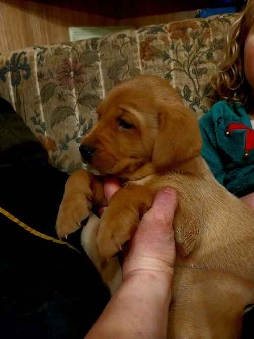 Beautiful fox red registered labrador puppies for sale in Grimsargh, Lancashire