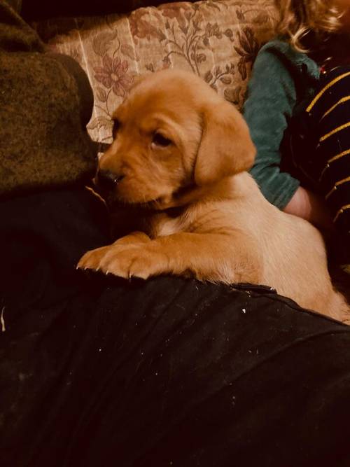 Beautiful fox red registered labrador puppies for sale in Grimsargh, Lancashire - Image 2