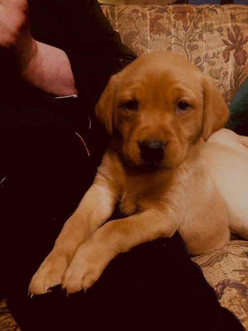 Beautiful fox red registered labrador puppies for sale in Grimsargh, Lancashire - Image 3