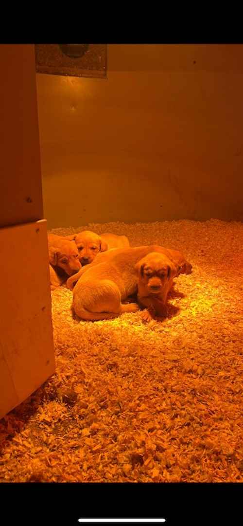 Beautiful friendly KC registered Fox red Puppies for sale in Panteg, Torfaen