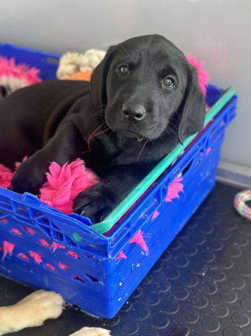 Due to Change in circumstances Last Black Dog puppy from fully health tested parents & raised in family home. for sale in Evesham, Worcestershire - Image 9